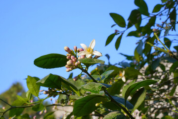 Lime blossom and pink buds on a tree against blue sky. Close-up of isolated flower. Horizontal photo.