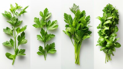 Four different types of parsley on a white surface.