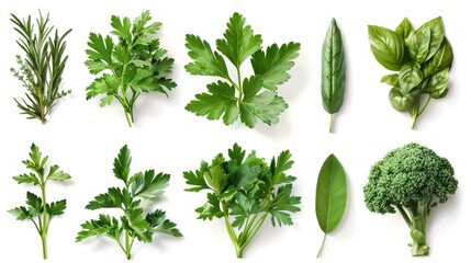 Herbs and vegetables on a white background.