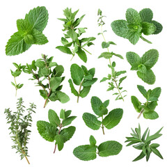 Assortment of aromatic mint leaves and branches on white background,png