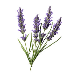 Fototapeta premium A beautiful image of lavender flowers