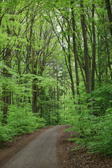 Obraz premium The path in the forest