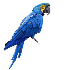 Blue macaw on white background,png