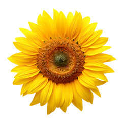 The image shows a beautiful sunflower in full bloom against a black background. The sunflower is a symbol of happiness, joy, and positivity.