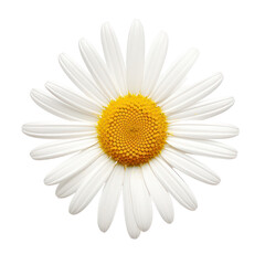 White daisy with yellow center isolated on black background.