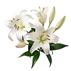 Fototapeta premium White lilies are the symbol of purity, they are also known for their beauty and fragrance.
