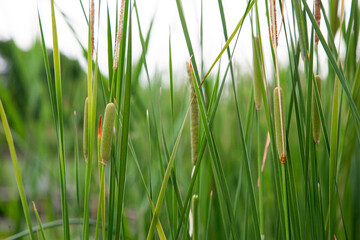 Naklejka premium View of the cattails in the park