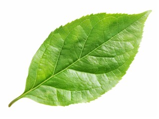 Obraz premium Single green leaf, single green leaf.