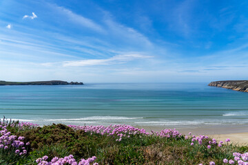 Les arméries maritimes en fleurs ornent les falaises, offrant une vue splendide sur une plage et...