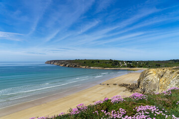 Les arméries maritimes fleurissent sur le sol des falaises, offrant une vue époustouflante sur une plage et la mer d'Iroise sous un magnifique ciel bleu, un tableau naturellement enchanteur.