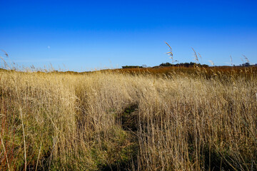 De hautes herbes sèches bordent le littoral sous un ciel bleu éclatant, offrant une vue paisible le long de la presqu'île de Crozon, un spectacle naturellement préservé.