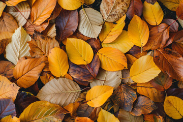 autumn autumn leaves background 