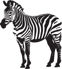 Set of zebra isolated on white background