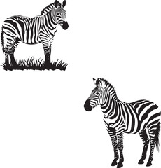 Set of zebra isolated on white background