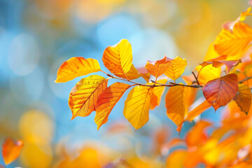 Autumn colorimetry 