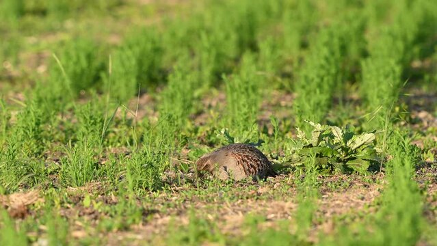 Partridge. Warm colors nature background. Grey Partridge. Perdix perdix. The bird feeds on the field.
