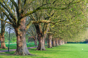Naklejka premium trees in the park