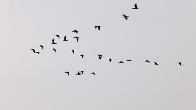 Flock of Pink-footed Geese in flight.  A flock of migratory birds in the sky
