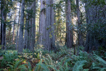 Coast Redwood Forest