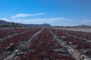 Grape dryer, for the creation of raisins