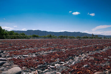 Grape dryer, for the creation of raisins