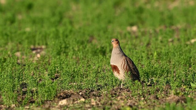 Partridge. Warm colors nature background. Grey Partridge. Perdix perdix. The bird stand on the field looking around.