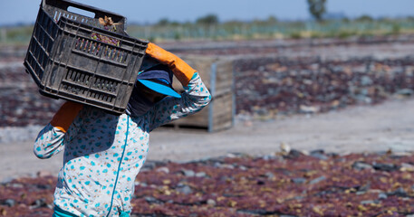 recolectores de pasas de uvas en Secadero de uvas, para la creación de pasas de uvas
raisin...