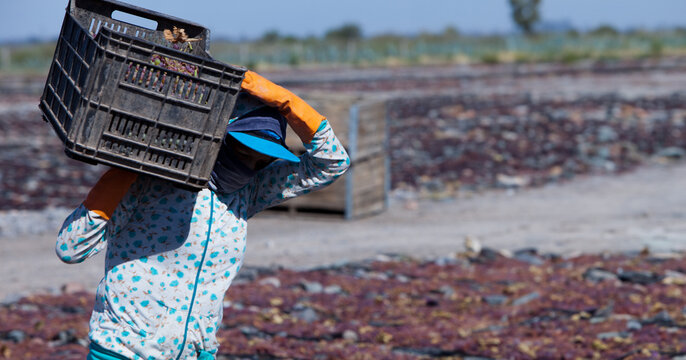 recolectores de pasas de uvas en Secadero de uvas, para la creaci&oacute;n de pasas de uvas
raisin pickers in Grape Drying Plant, for the creation of raisins