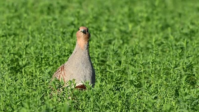 Partridge. Warm colors nature background. Grey Partridge. Perdix perdix. The bird stand on the field looking around. Close up.