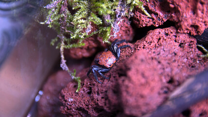 Geosesarma Vampire Crab Halloween