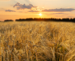 Naklejka premium Field of ripening barley. Close up of barley ears. Sunrise or sunset time. Crop field