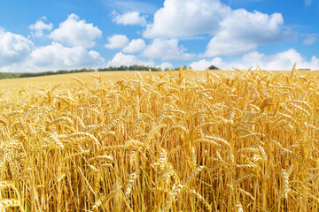 Naklejka premium Field of wheat in sunny day. Ripening wheat ears. Crops field. Rural landscape