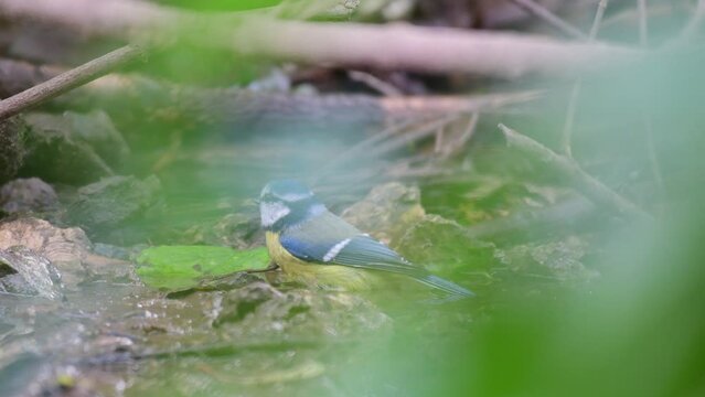 Bird blue tit Cyanistes caeruleus in the wild. A bird bathes in the forest hiding behind branches. Close up.