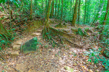 The path in the tropical jungles of South East Asia