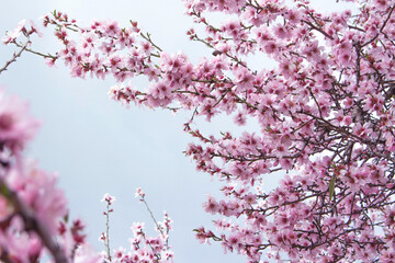 pink cherry blossom in spring