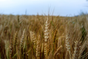 golden wheat field in summer