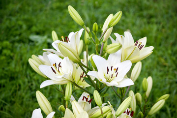 Fototapeta premium white lily flower in the garden