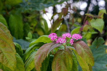 
Massive pink and white flowers on a background of green leaves