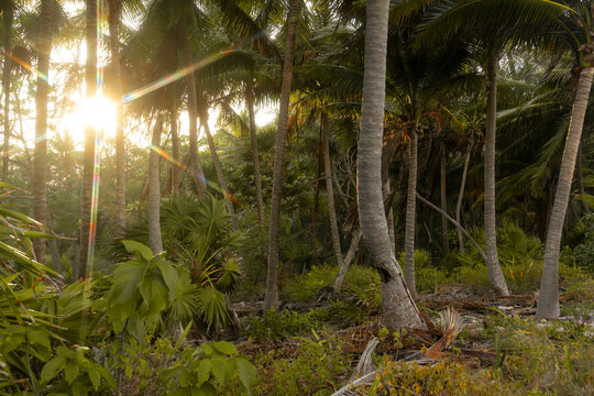 hermosa selva tropical hd