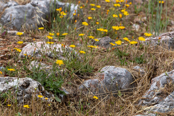 Yellow flowers with rocks in Alanya Castle