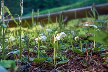 White flowers of Moneses uniflora in the Carpathian mountain forest