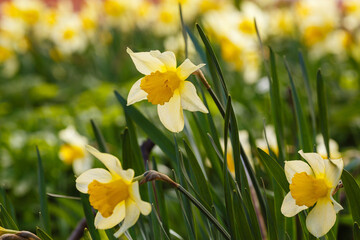 Narcissus flowers. Flower bed with drift yellow. Narcissus flower also known as daffodil,...