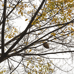 A huge hornet's nest hangs from a tree in front of a residential building. Look out, there's a beehive in the branches!