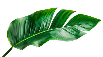 Tropical set of palm leaves, exotic plants, palm leaves, botanical illustration.