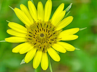 yellow flower in the garden