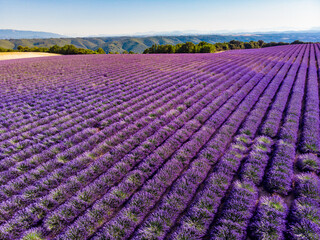 Lavender field in Provence France