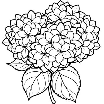 recommend clip art: Hydrangea flower outline coloring book page line art drawing vector illustration for children and adults