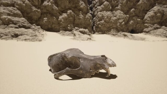 An animal skull resting on a sandy beach, symbolizing the circle of life and the beauty of nature's cycles