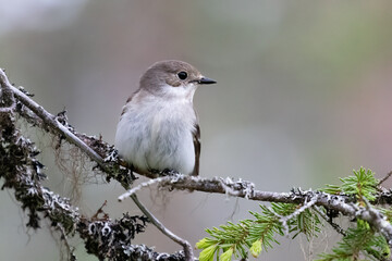 European pied flycatcher 