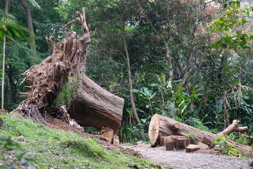 felled tree trunks, photo illustration of forest felling